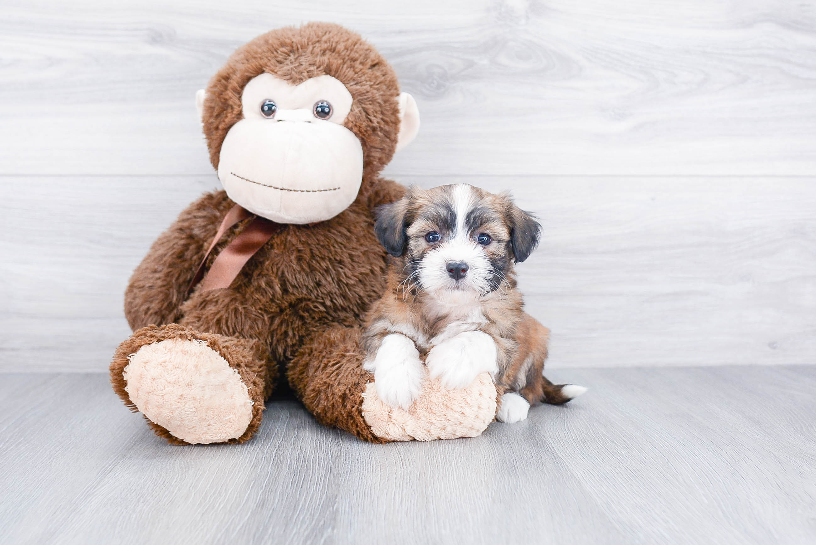 Havanese Puppy for Adoption
