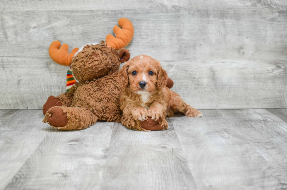 Friendly Cavapoo Baby