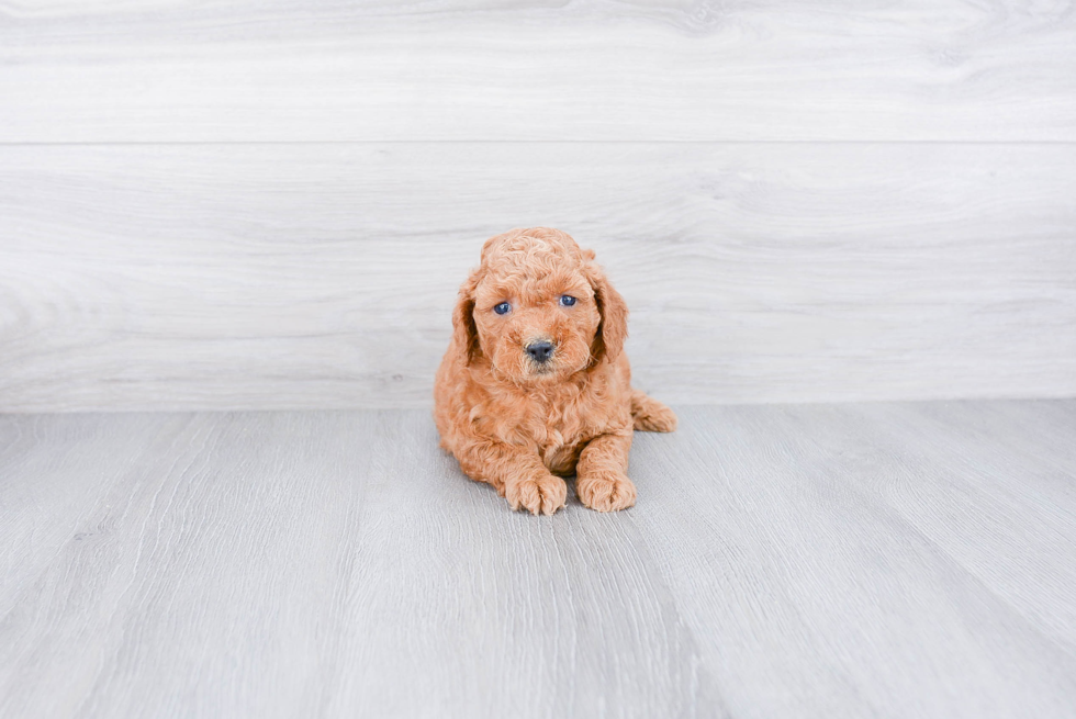 Best Mini Goldendoodle Baby