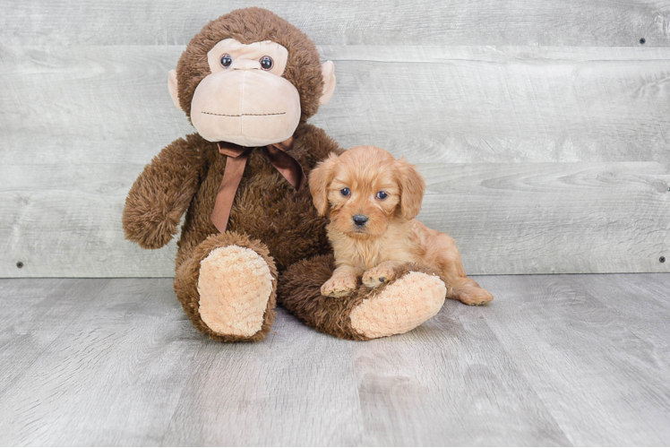 Playful Cavoodle Poodle Mix Puppy
