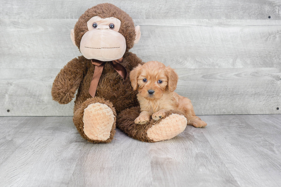 Playful Cavoodle Poodle Mix Puppy