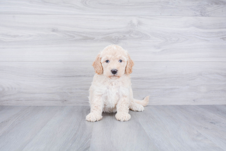 Mini Goldendoodle Puppy for Adoption