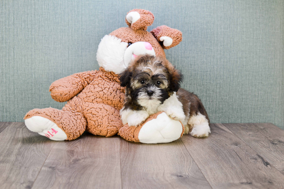 Teddy Bear Puppy for Adoption