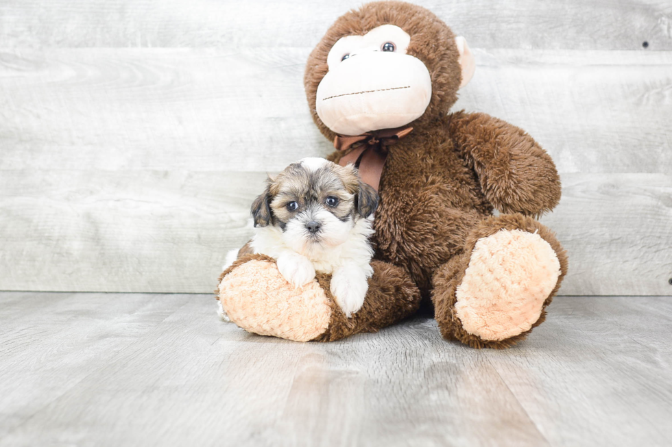 Teddy Bear Pup Being Cute