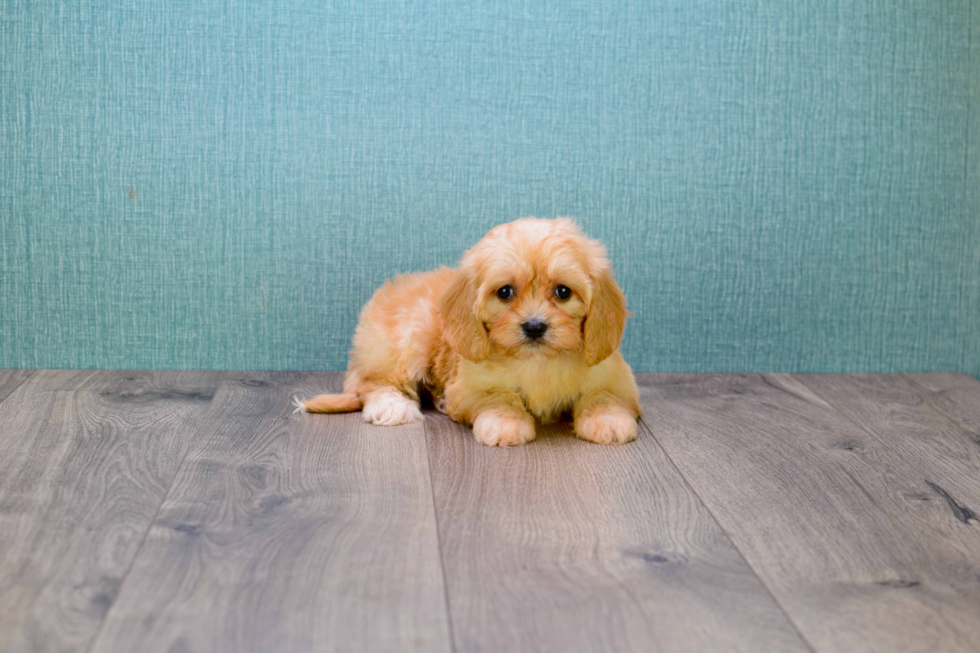 Cavachon Pup Being Cute