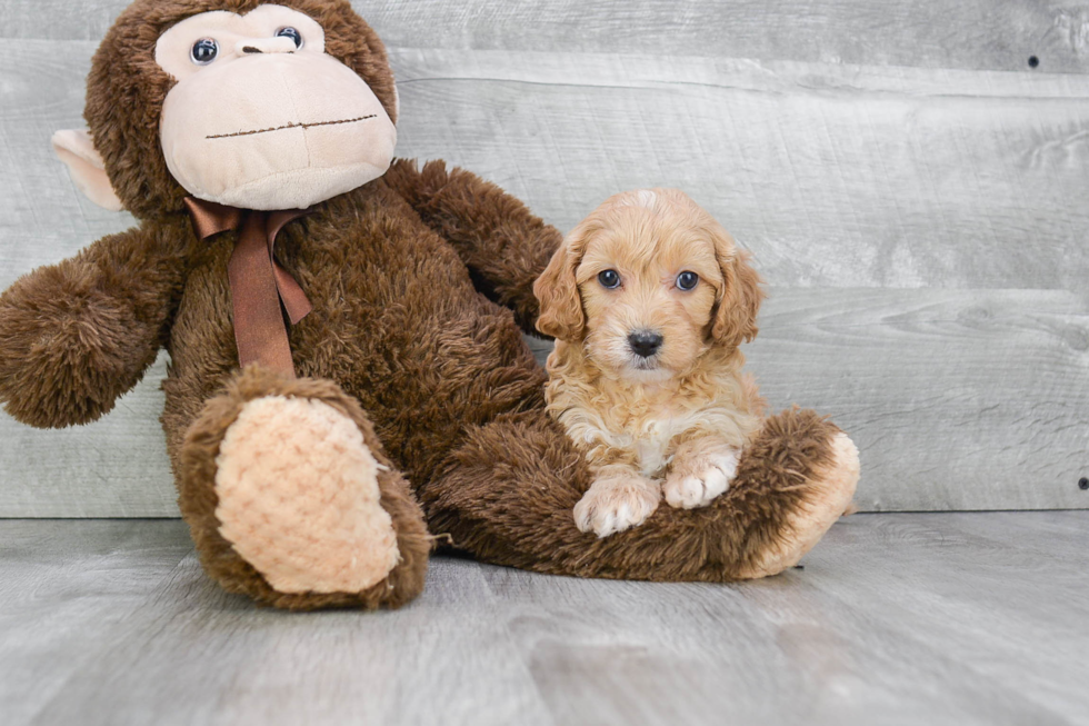 Cavapoo Puppy for Adoption