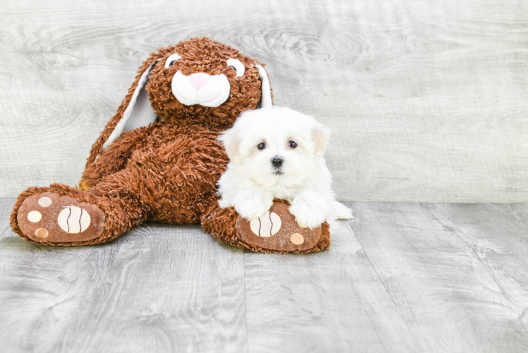 Best Maltese Baby