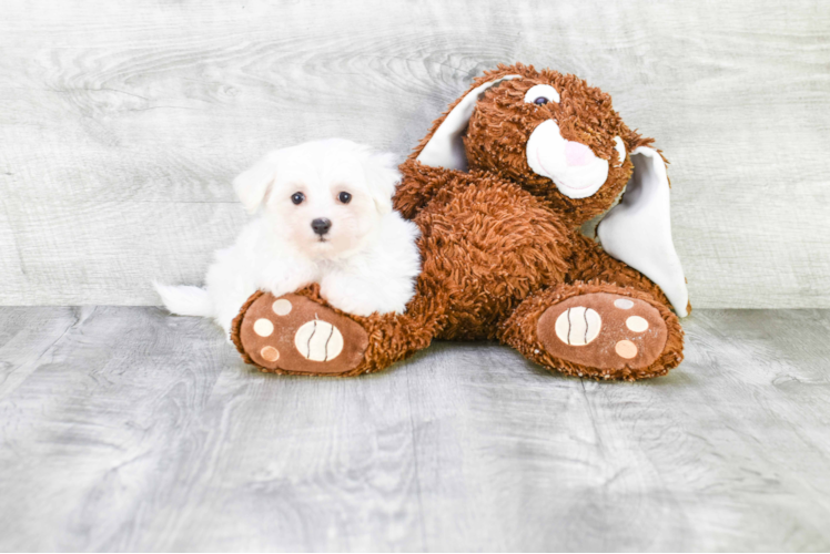 Adorable Maltese Purebred Puppy