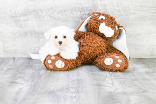 Adorable Maltese Purebred Puppy