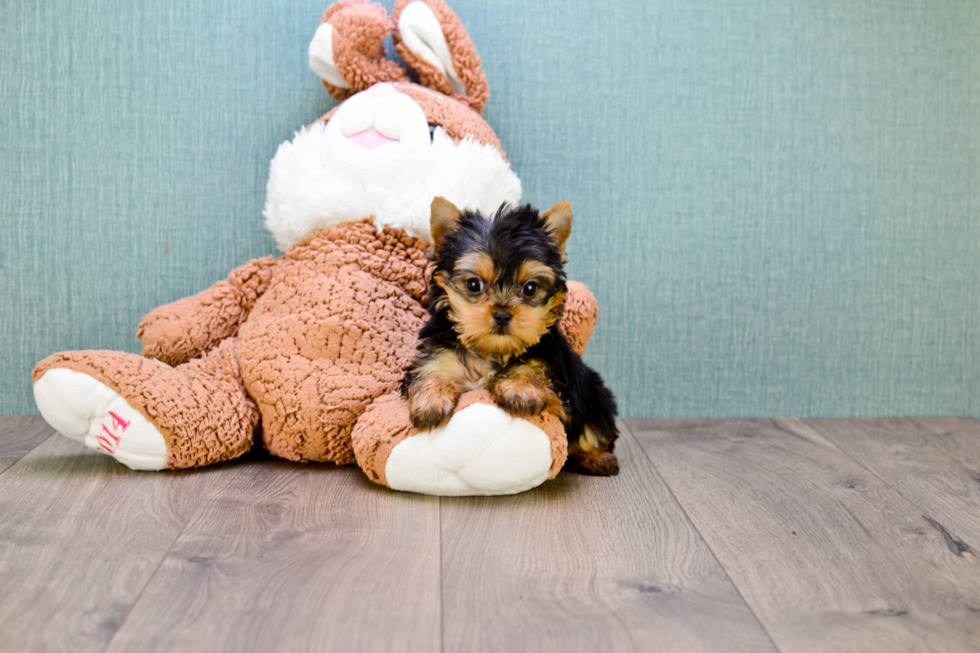 Meet Ronaldo - our Yorkshire Terrier Puppy Photo 