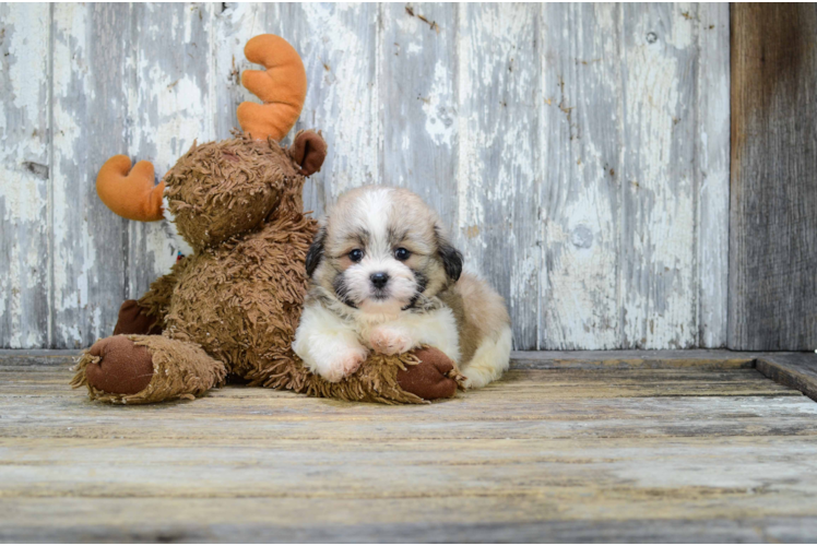 Smart Teddy Bear Designer Pup