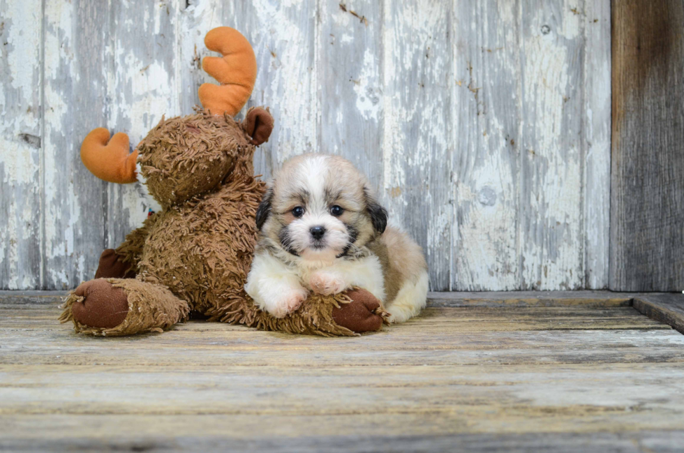 Smart Teddy Bear Designer Pup