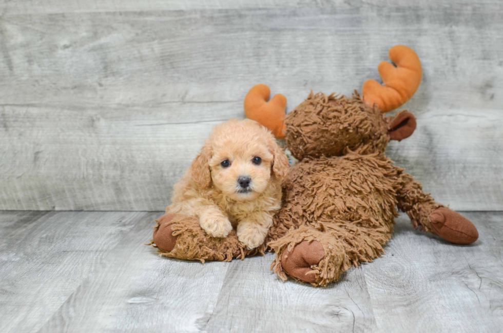 Popular Poodle Purebred Pup