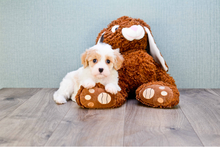 Cavachon Puppy for Adoption