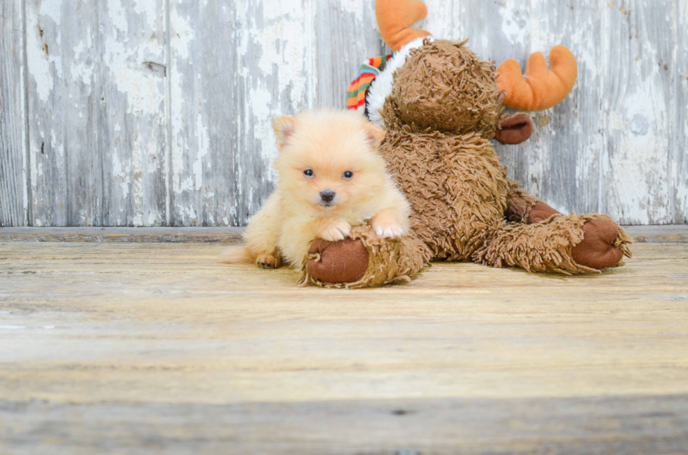 Best Pomeranian Baby