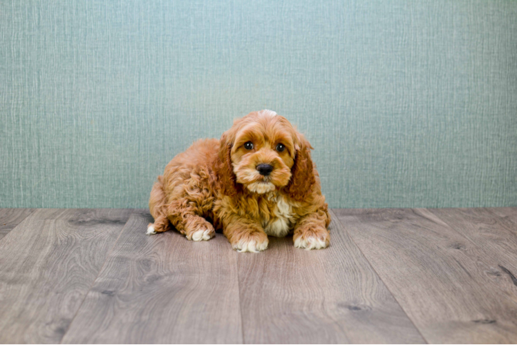 Adorable Golden Retriever Poodle Mix Puppy