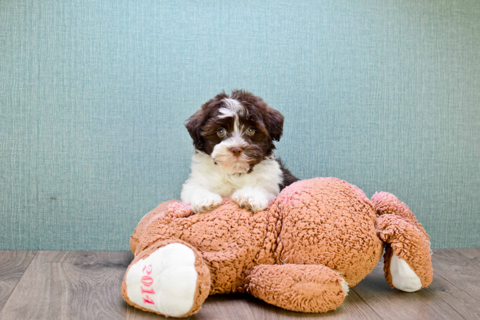 Energetic Havanese Purebred Puppy