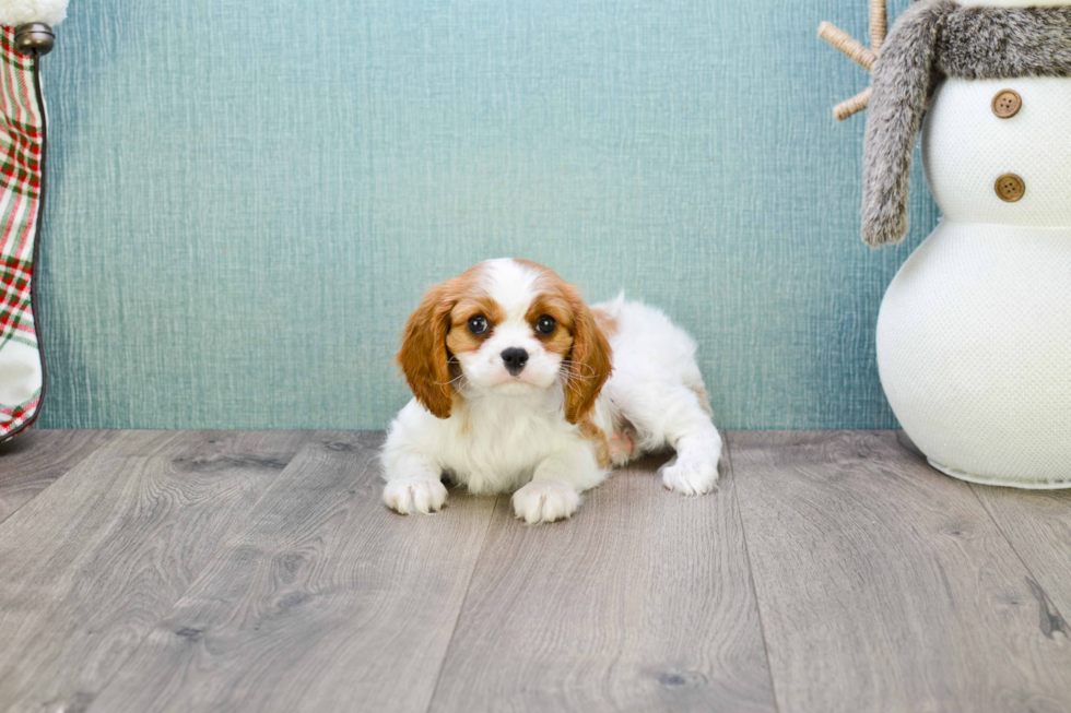 Best Cavalier King Charles Spaniel Baby