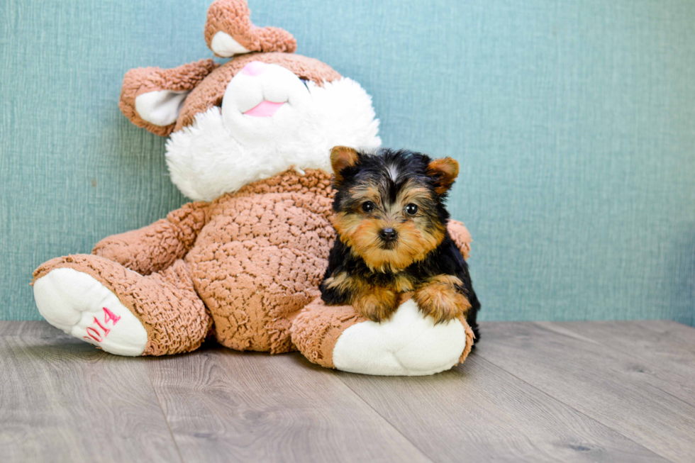 Meet Avery - our Yorkshire Terrier Puppy Photo 