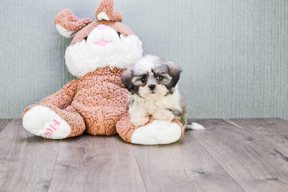 Fluffy Teddy Bear Designer Pup