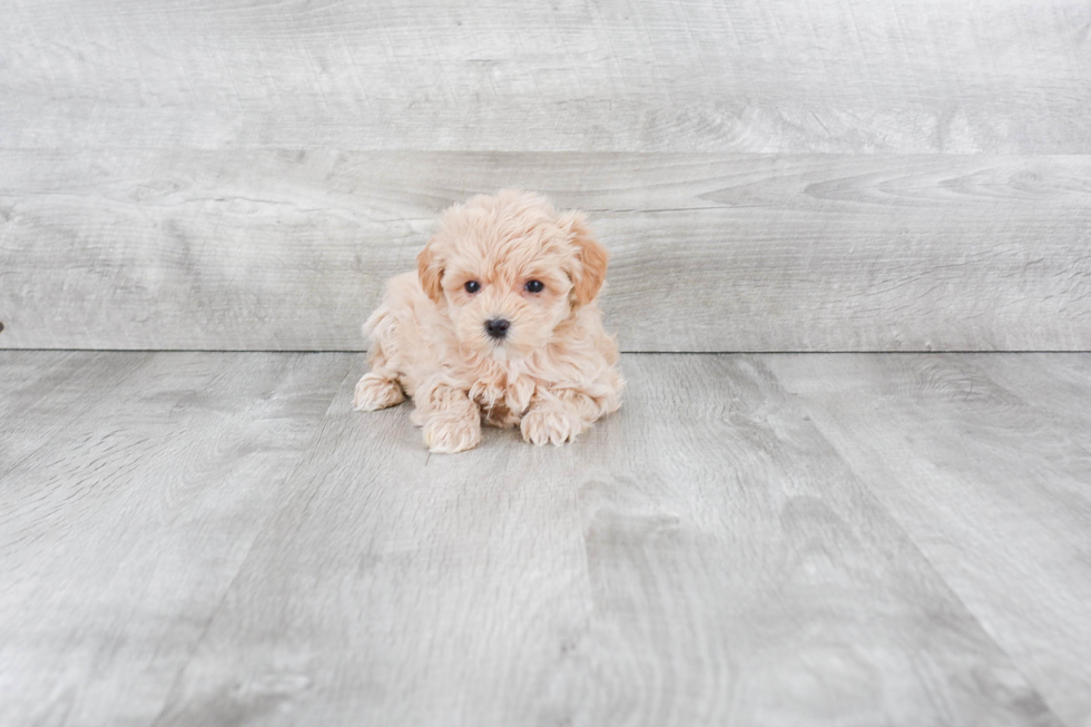 Petite Maltipoo Poodle Mix Pup