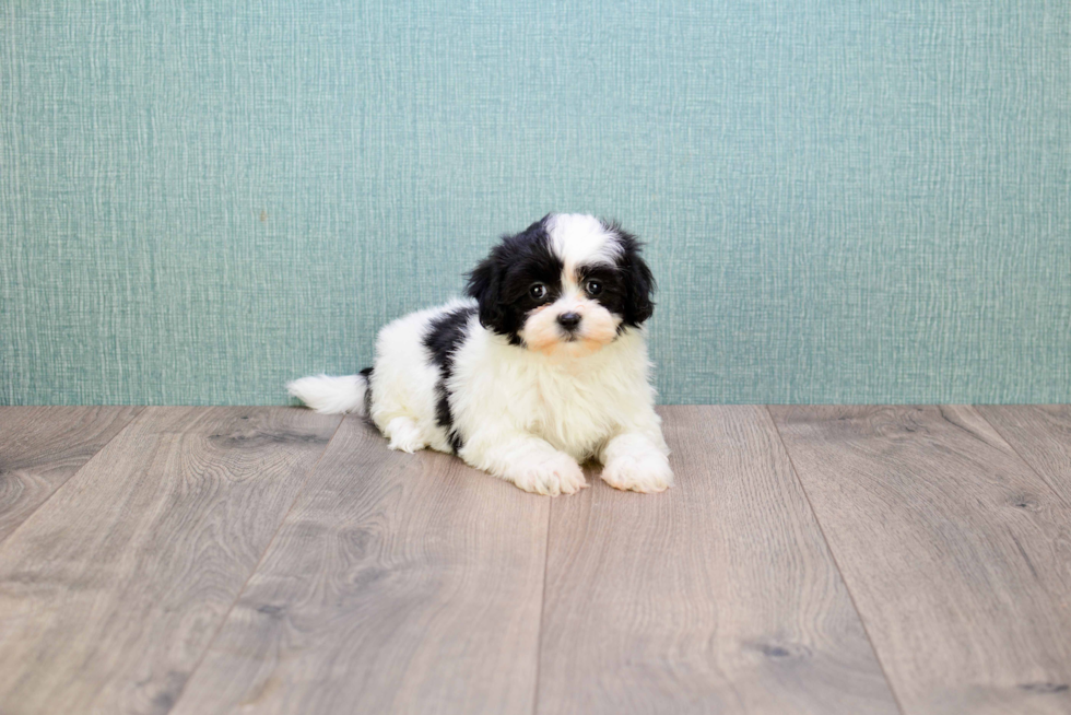 Teddy Bear Pup Being Cute