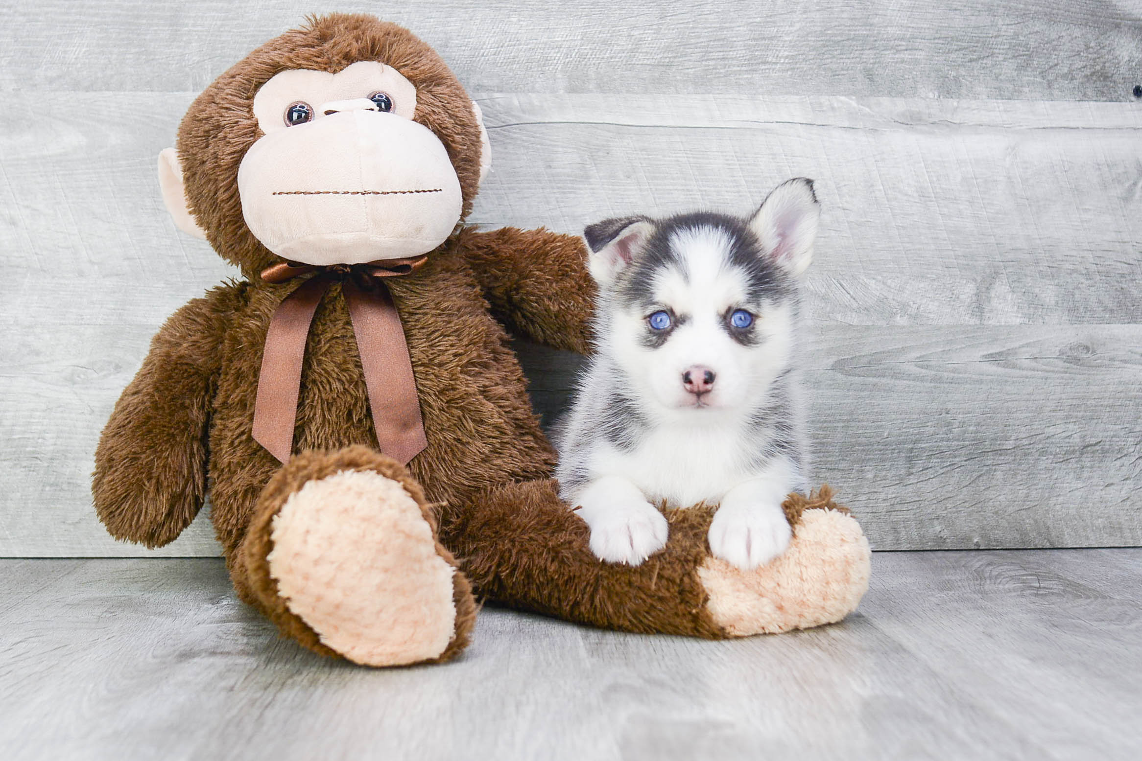 Sweet Pomsky Baby