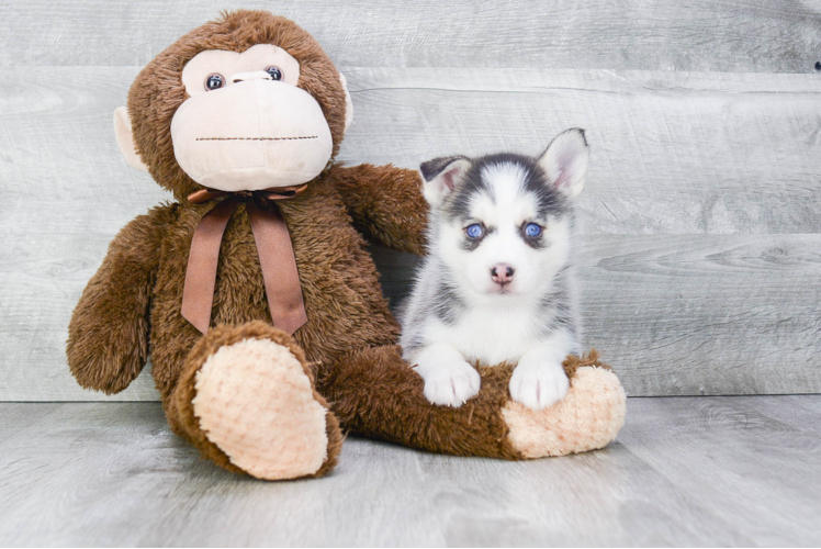 Sweet Pomsky Baby