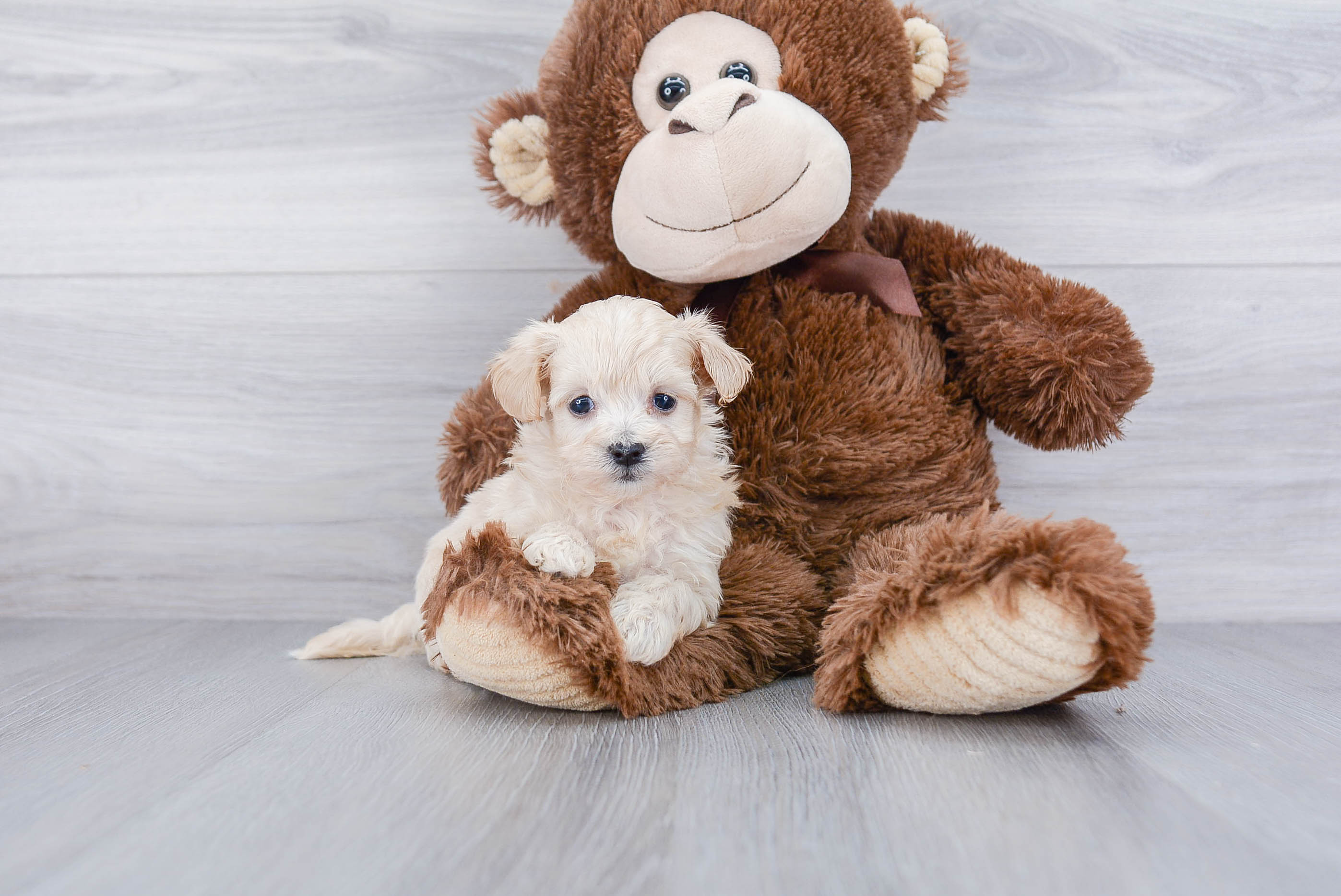 Maltipoo Puppy for Adoption