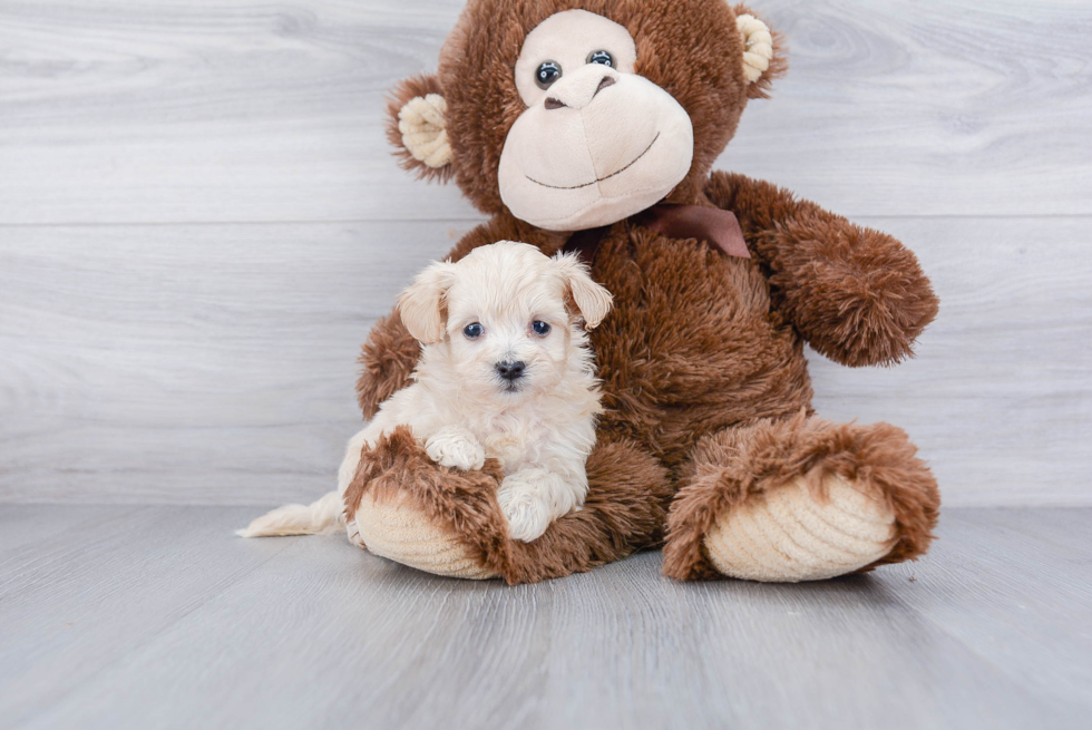 Maltipoo Puppy for Adoption