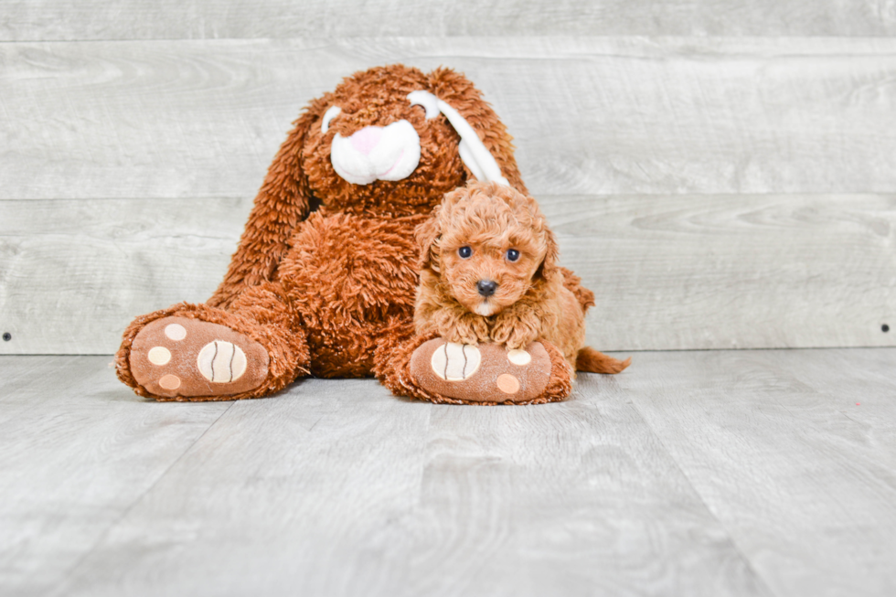 Cavapoo Pup Being Cute