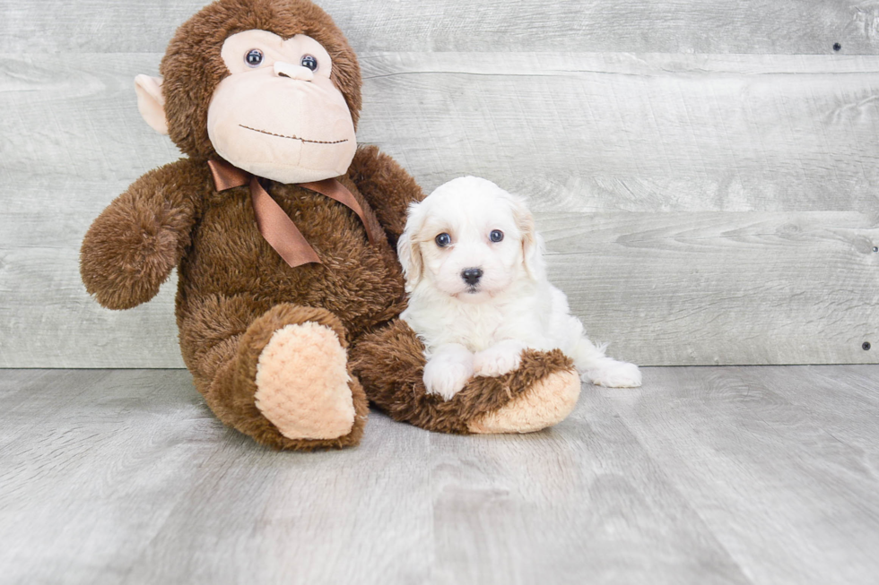 Playful Cavalier Designer Puppy