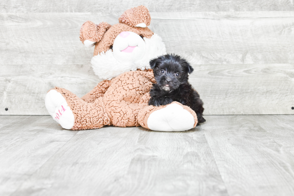 Morkie Pup Being Cute