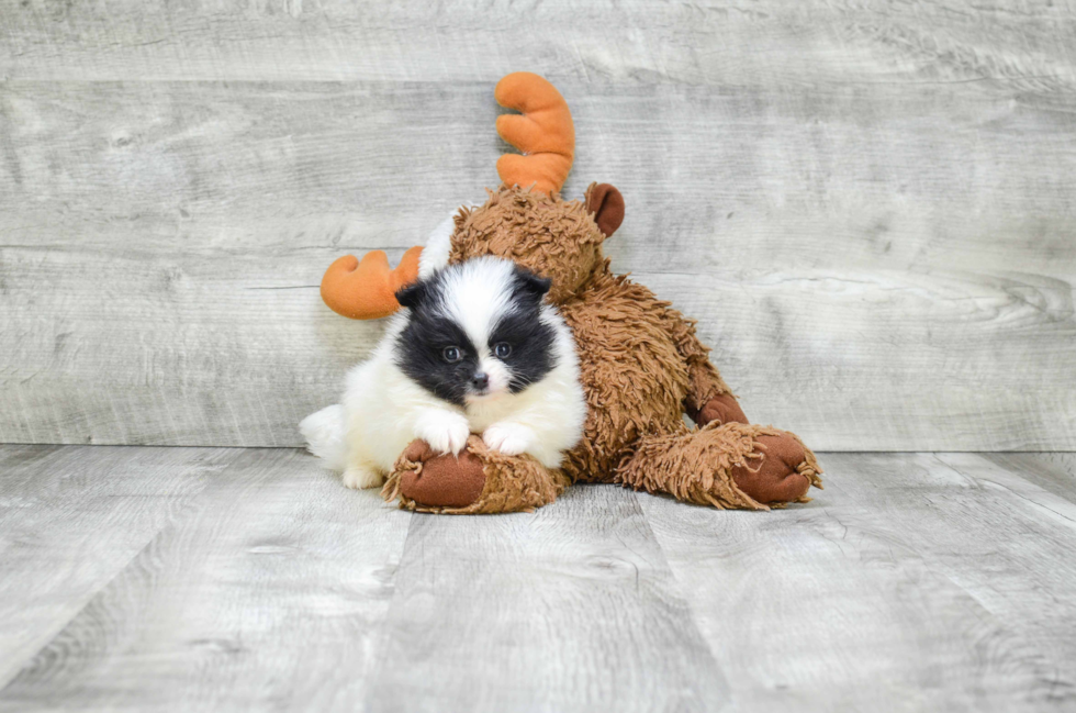 Fluffy Pomeranian Purebred Puppy