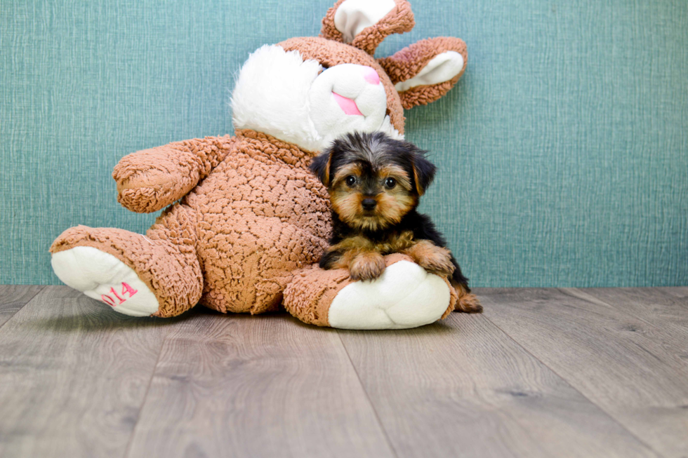 Meet Victoria - our Yorkshire Terrier Puppy Photo 