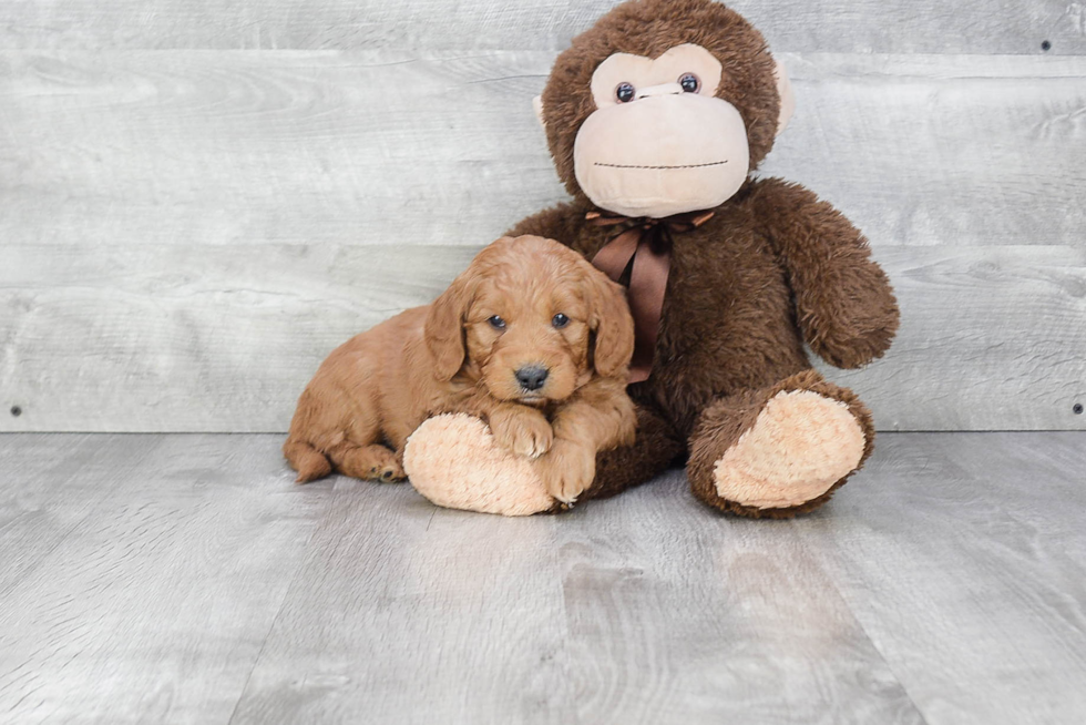 Mini Goldendoodle Pup Being Cute