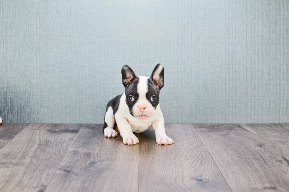 Playful French Bulldog Baby