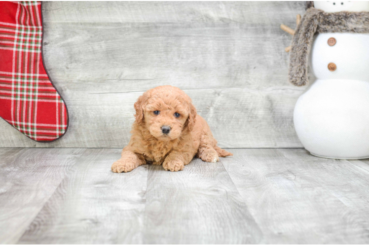 Funny Mini Goldendoodle Poodle Mix Pup