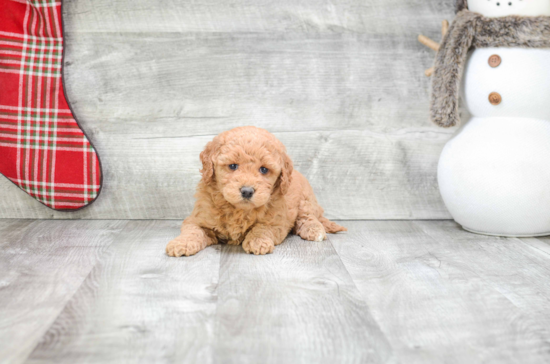 Funny Mini Goldendoodle Poodle Mix Pup