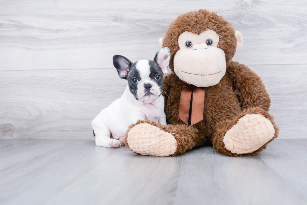 Smart Frenchie Purebred Puppy