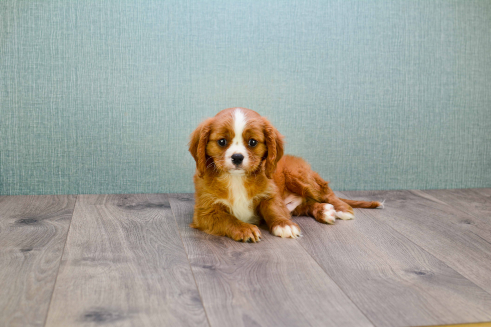 Petite Cavalier King Charles Spaniel Purebred Puppy