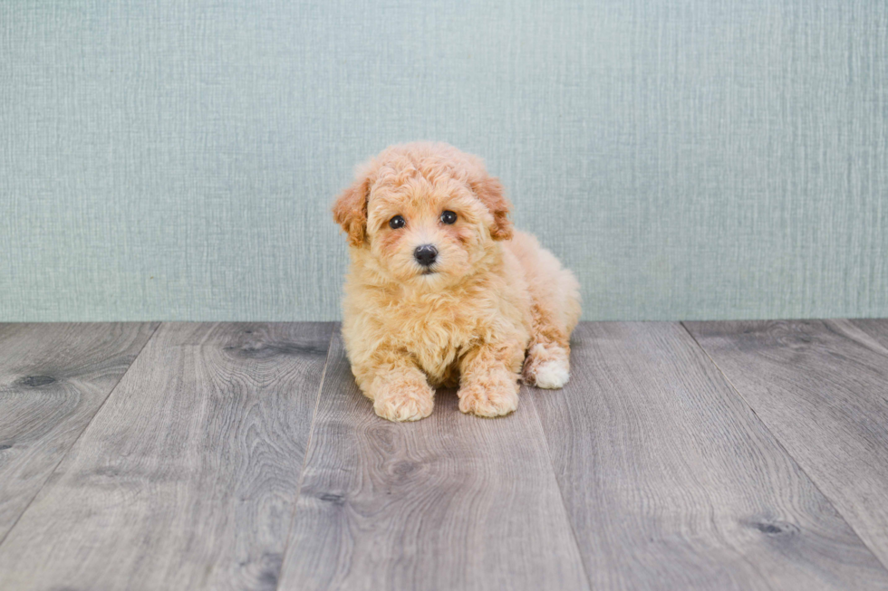 Sweet Maltipoo Baby