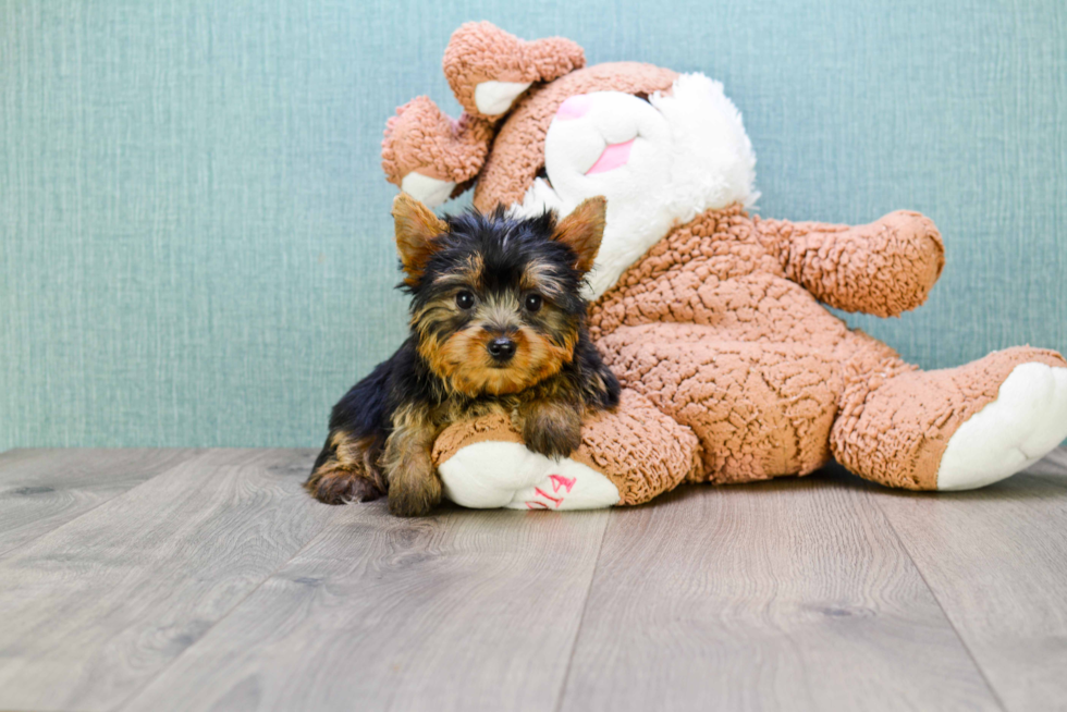 Meet Jeremy - our Yorkshire Terrier Puppy Photo 