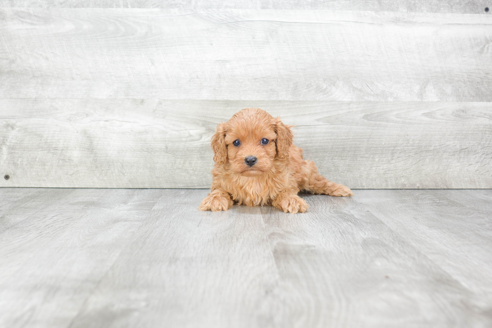 Best Cavapoo Baby