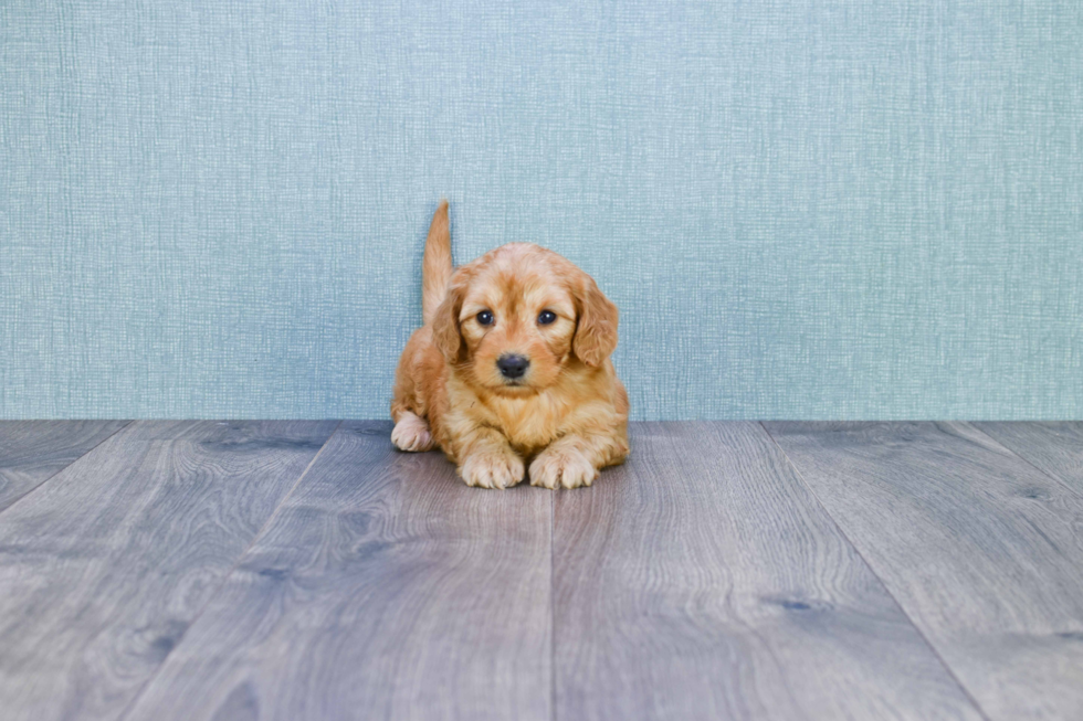 Best Mini Goldendoodle Baby