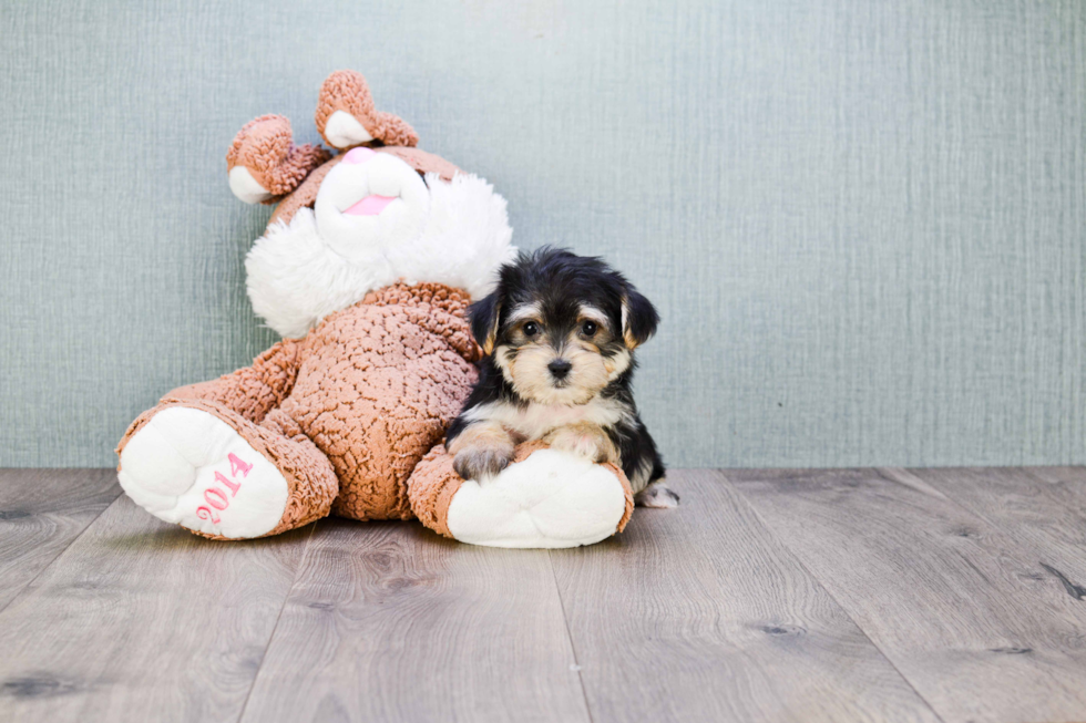 Morkie Puppy for Adoption