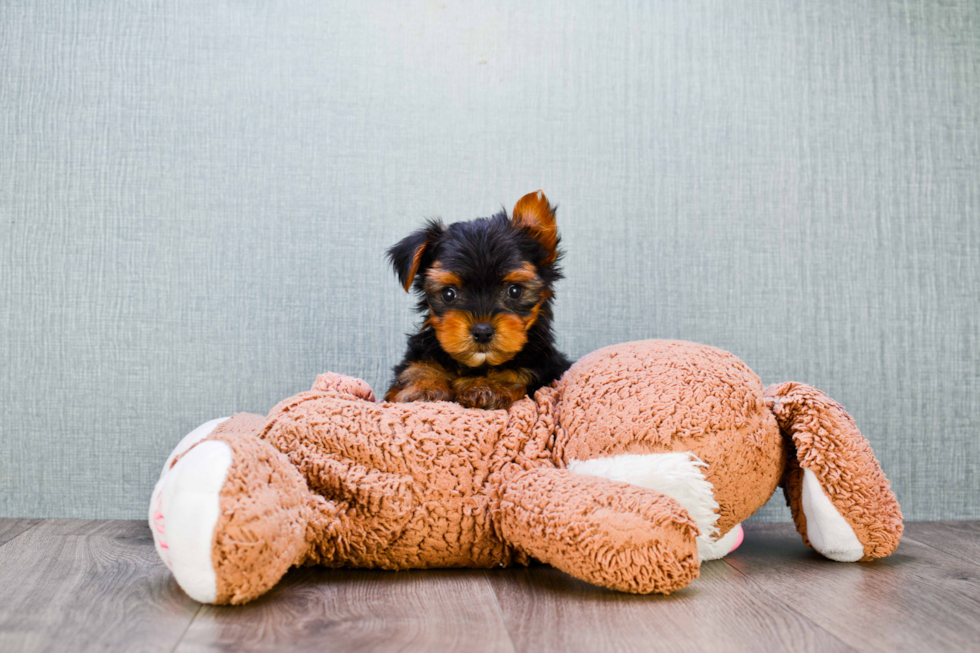 Meet Timmy - our Yorkshire Terrier Puppy Photo 