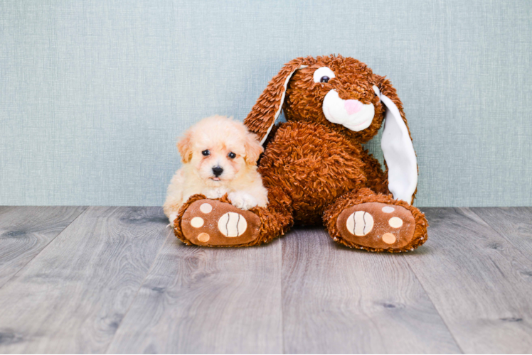 Maltipoo Puppy for Adoption