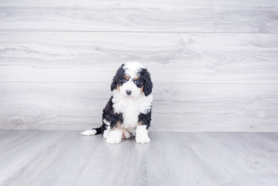 Energetic Mini Berniedoodle Poodle Mix Puppy