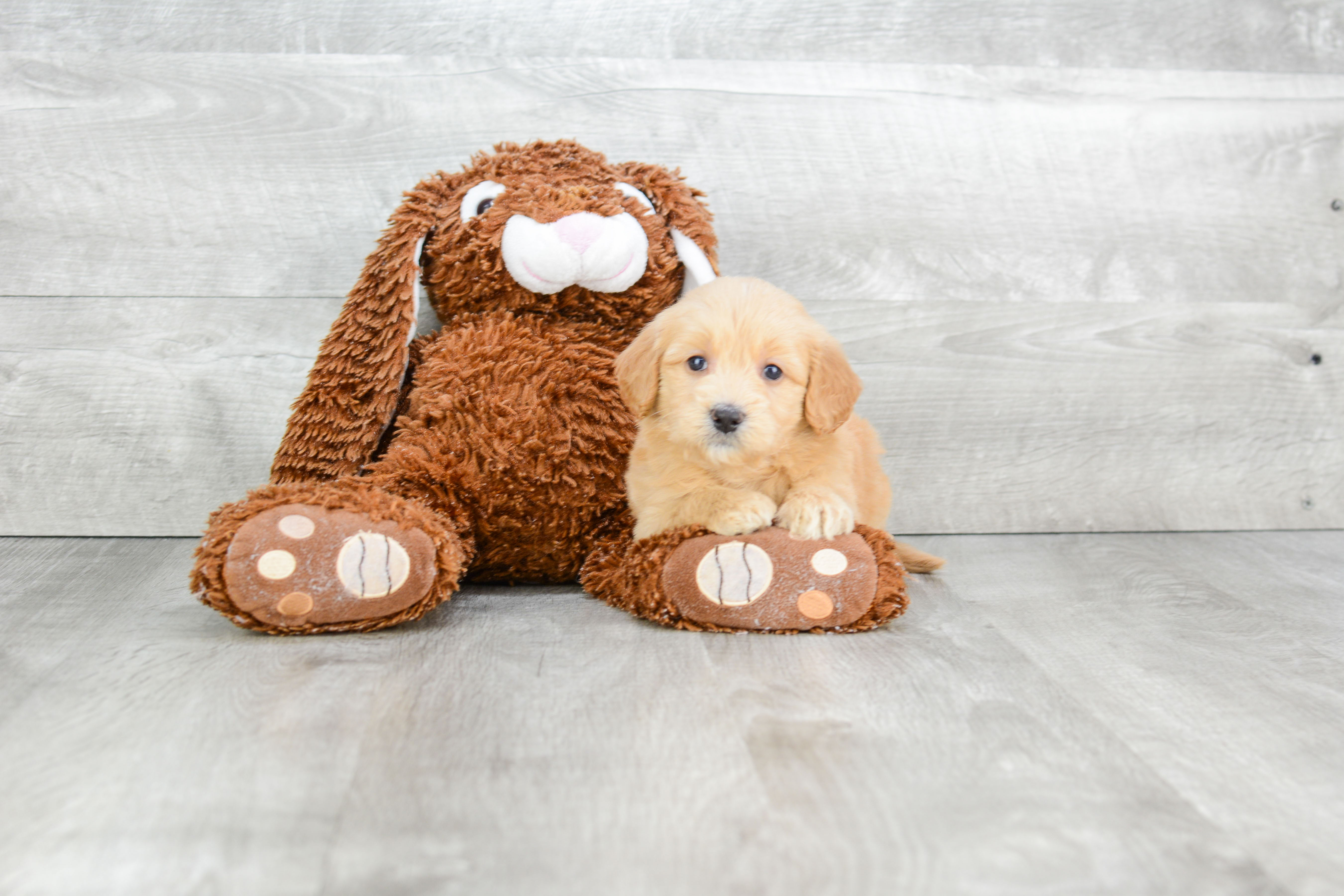 Mini Goldendoodle Puppy for Adoption